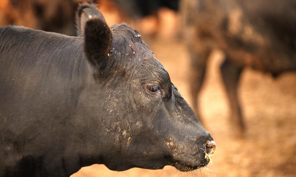 Cattle on a farm