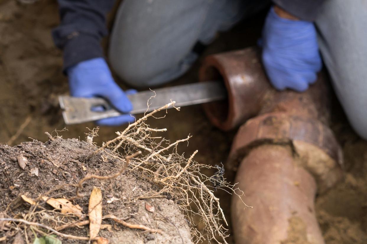 Tree Roots In Sewer Line