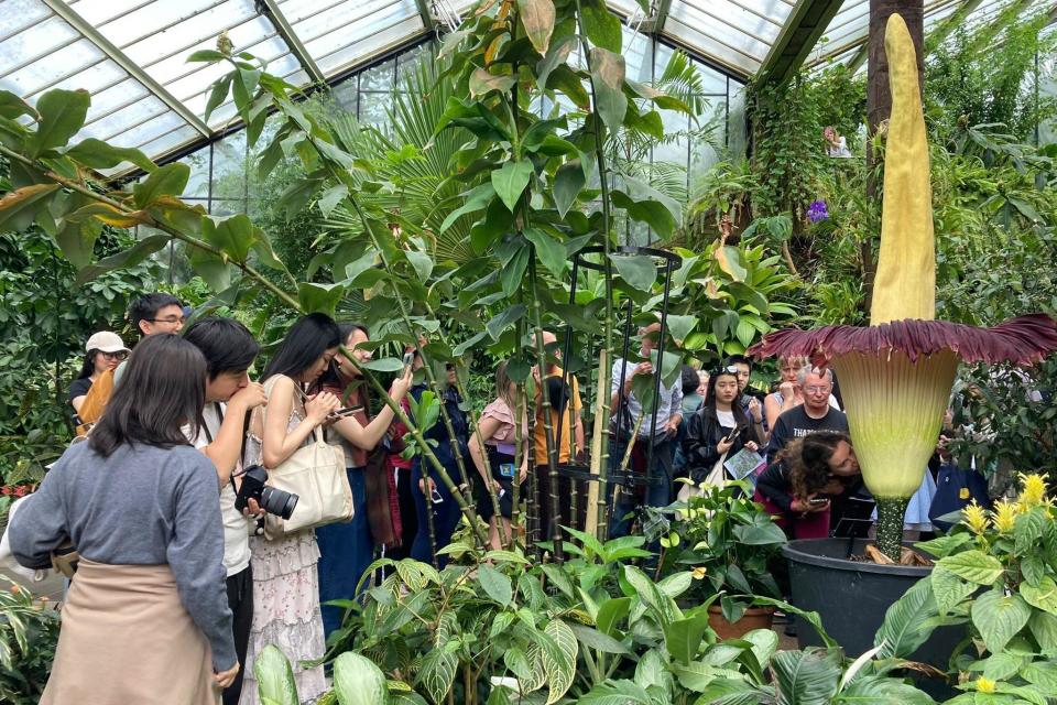 Line of people inside a greenhouse at Kew Gardens with one person bending over by the flower to smell it