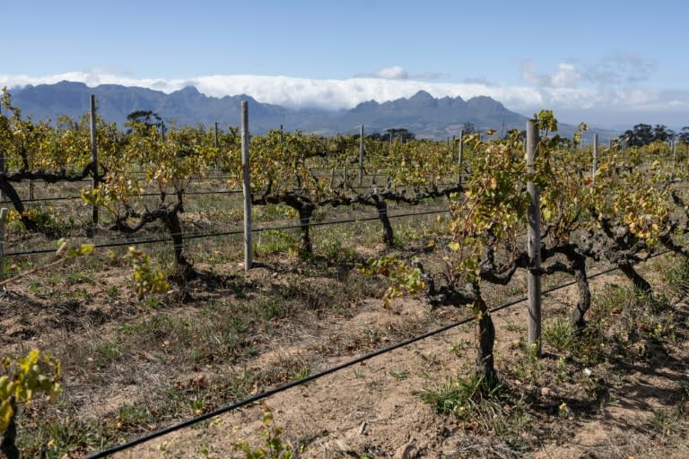 The Reyneke vineyard near Stellenbosch is adapting to face the challenges of climate change (Wikus de Wet)