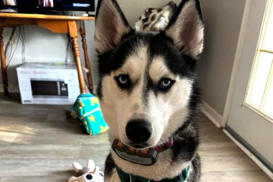 <p>Luna Love/Facebook</p> Luna the husky who helped save her owner from a carbon monoxide leak