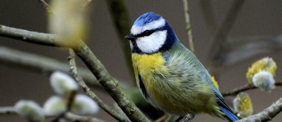 Ceci est une mésange bleue aussi commune qu'élégante. On peut parfois l'observer dans nos jardins.   - Credit:Leemage via AFP