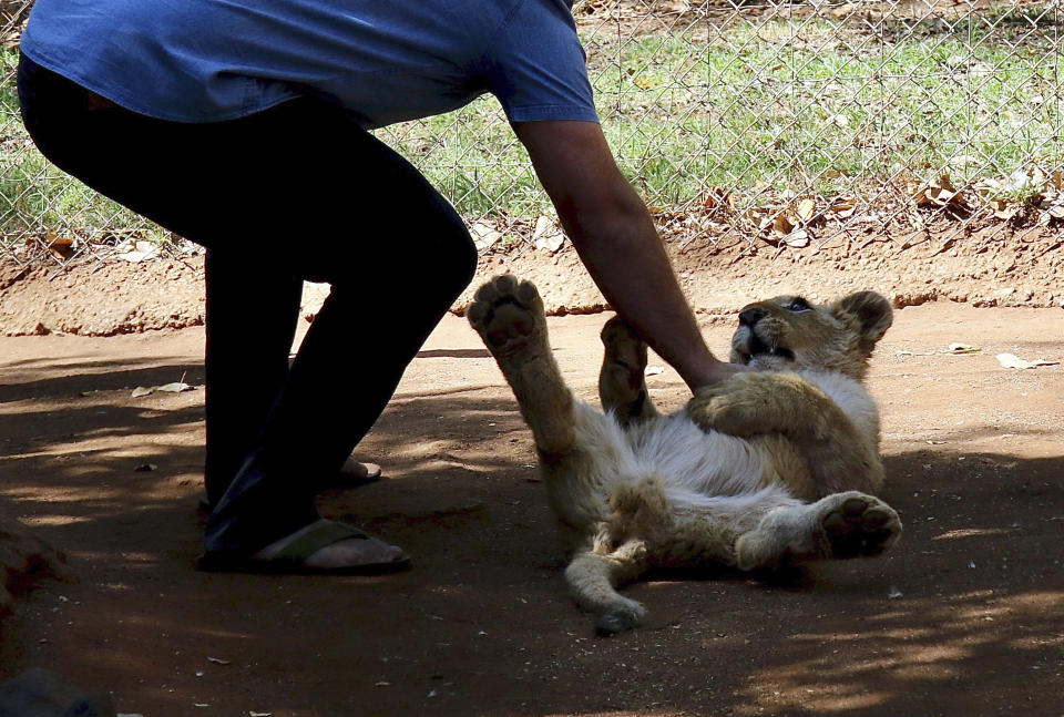 In this photo supplied by Blood Lions a lion cub is patted at a tourist petting facility in South Africa Sept 9, 2019. South Africa said Thursday May 6, 2021, it will end its captive lion industry in a major move for conservation that will outlaw the heavily criticised "canned hunting" of the big cats and sale of their bones. (Pippa Henkinson - Blood Lions via AP)