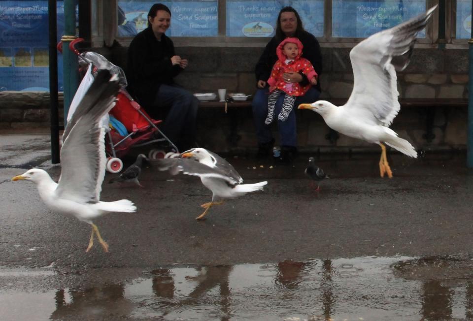 The gulls can be confident enough to swoop down and steal food from tourists (Getty Images)