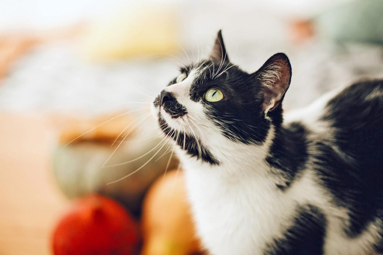 cat sitting with pumpkins and gourds; what thanksgiving food can cats eat?