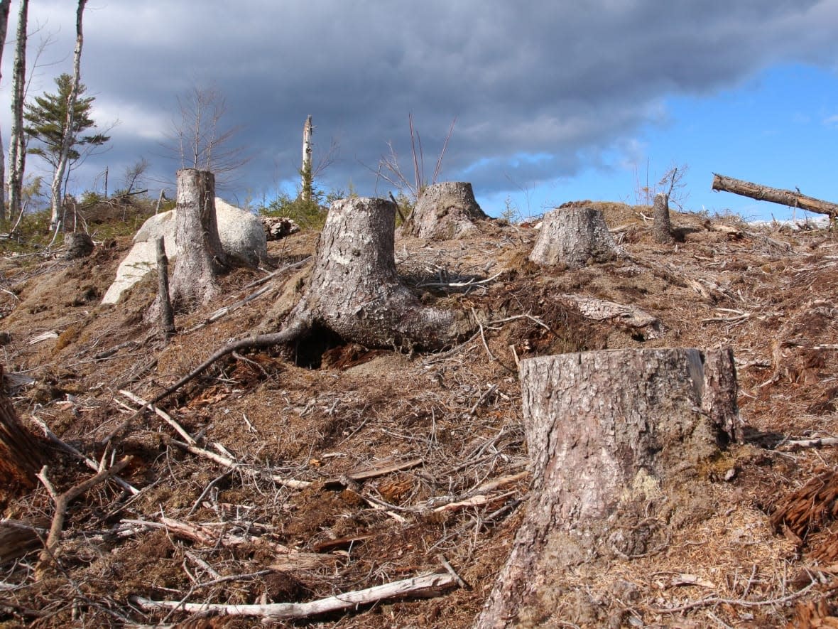 The province has released the initial locations where clear cutting may be permitted as part of its high-production forestry plan.  (Submitted - image credit)