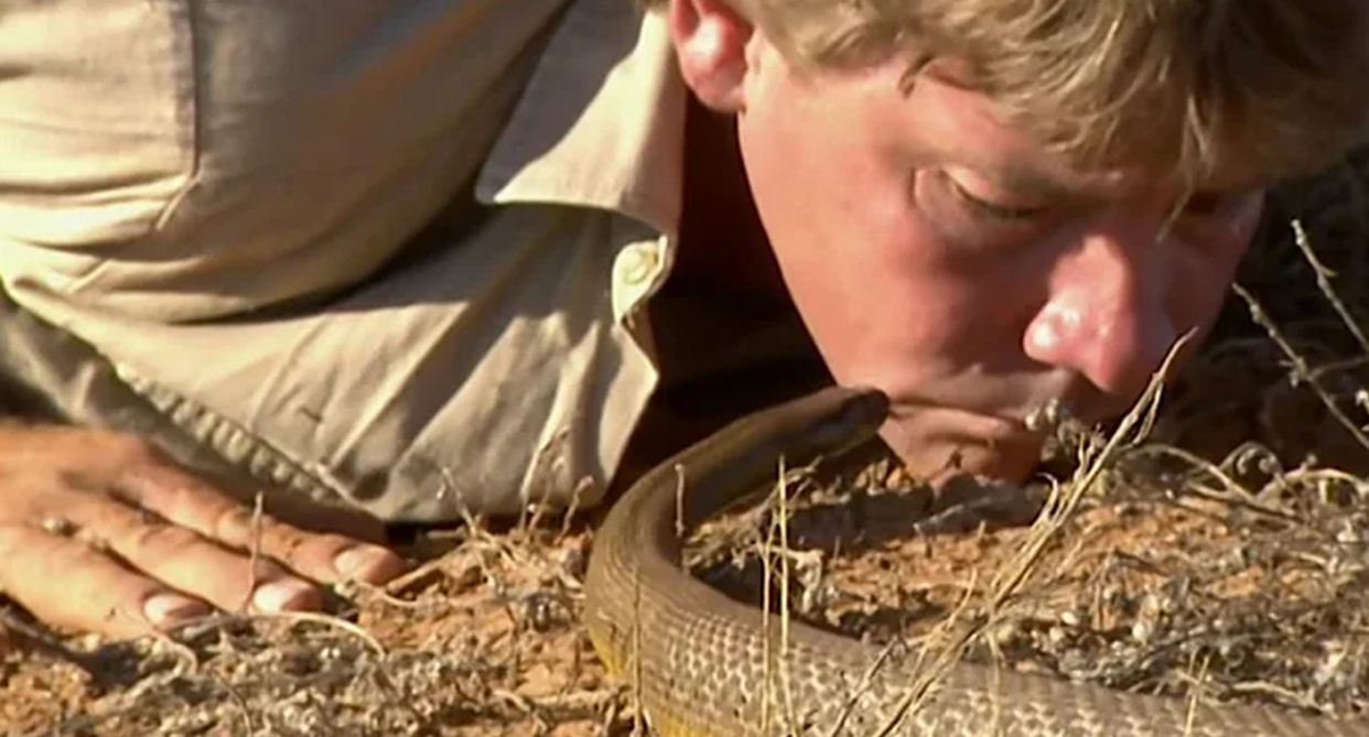 A screenshot of Steve Irwin kissing an inland taipan.