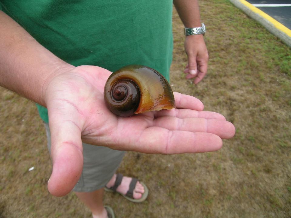 Apple snails, a species native to South America that can grow up to 6 inches long and can be threat to both humans and wildlife, was found in North Carolina for the first time last October.