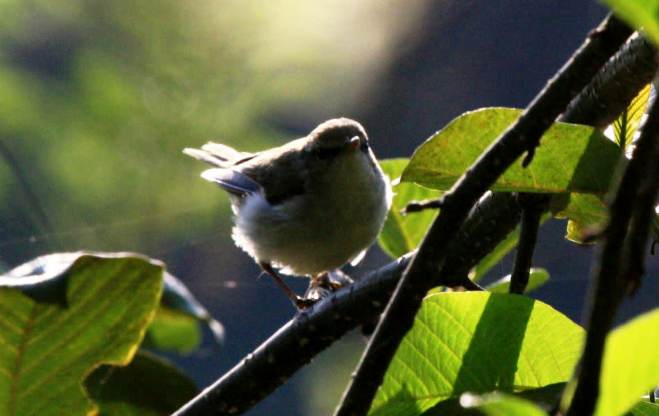 Birdwatching in Munnar