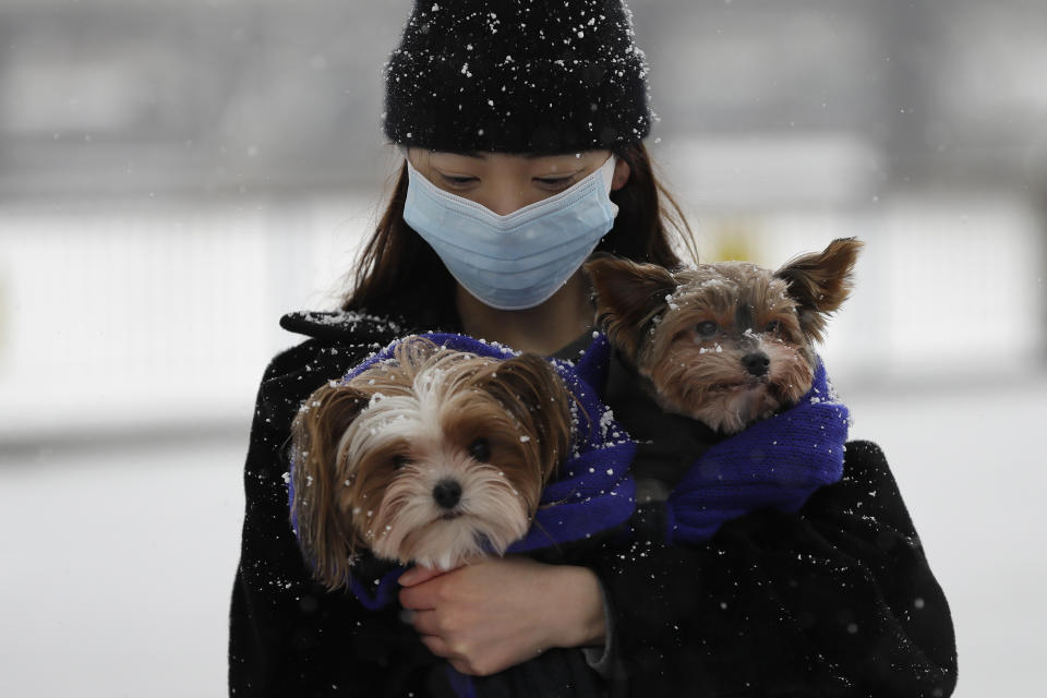 A woman holds her dogs during a snow flurry as temperatures dropped below freezing during the third coronavirus lockdown in London, Tuesday, Feb. 9, 2021. (AP Photo/Kirsty Wigglesworth)