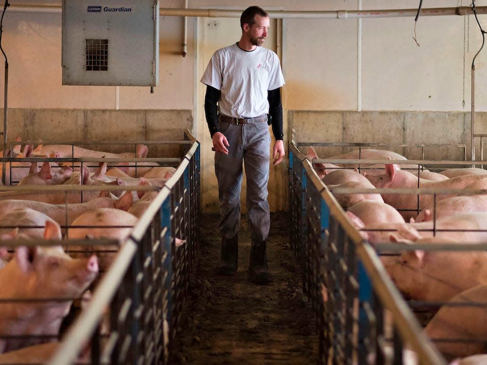 Iowa Farmer Hogs