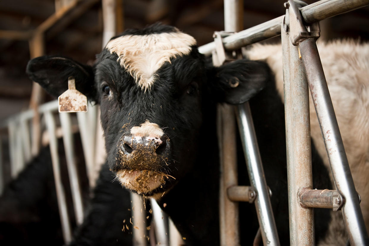 Dairy Cow Getty Images/Westhoff