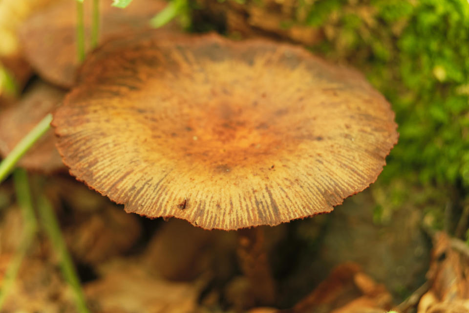 Wild mushroom Conocybe Filaris - Fool's Conecap in the wild at Polonezkoy in Istanbul.