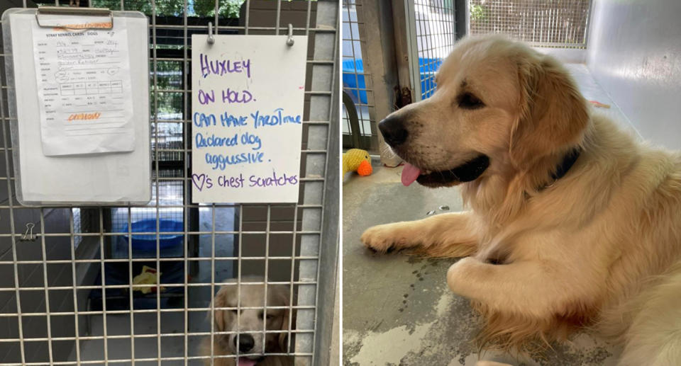 Huxley at the pound after being seized by council. 