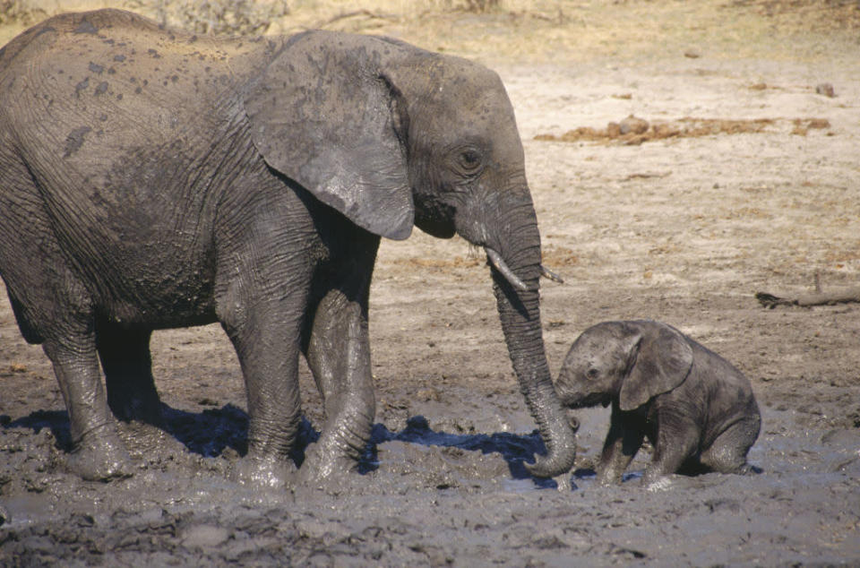 Elefanten<br><br> Amboseli, Kenia © David Paynter © Paramount Pictures