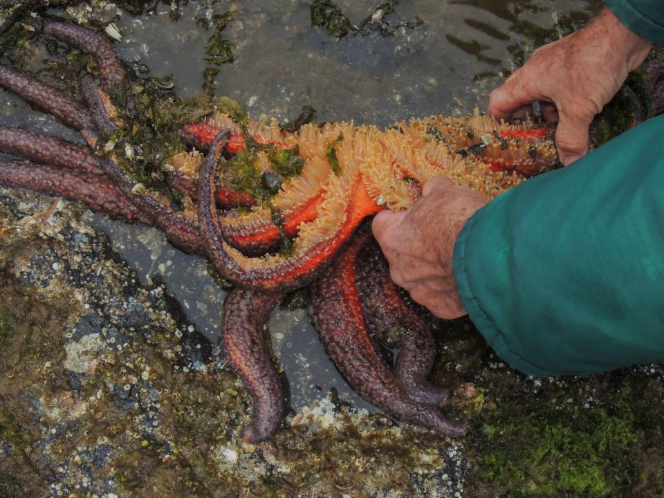 Tide pooling at Halleck Harbor in Saginaw Bay on Kuiu Island yields a Sunflower seastar (Pycnopodia helianthoides), the largest seastar in the world with between 16 and 24 limbs. The underside of the sea star is fitted with tube feet which can move it in quick persuit of prey.