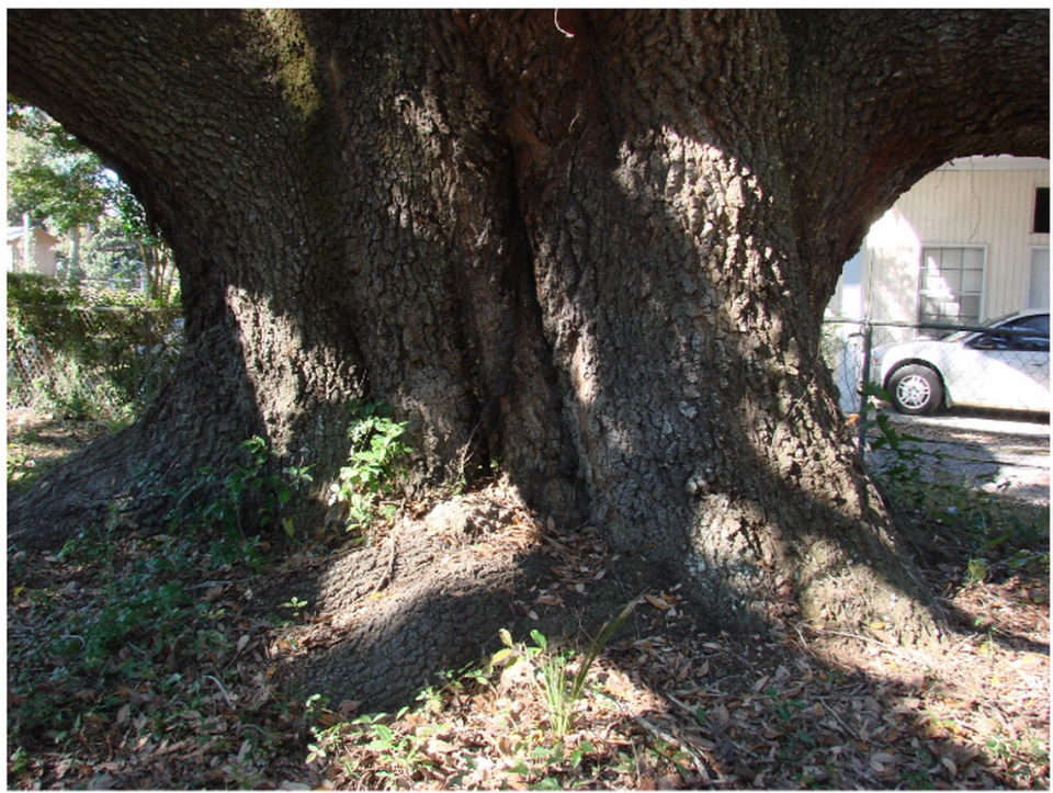 Squire Pope Live Oak