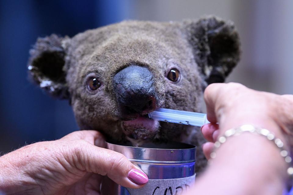 A dehydrated and injured Koala receives treatment at the Port Macquarie Koala Hospital in Port Macquarie on November 2, 2019, after its rescue from a bushfire that has ravaged an area of nearly 5,000 acres.