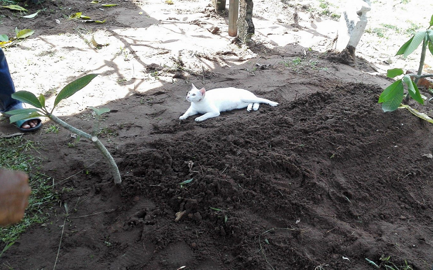 A cat sits on a man's grave in Malaysia - Facebook / Soffuan CZ