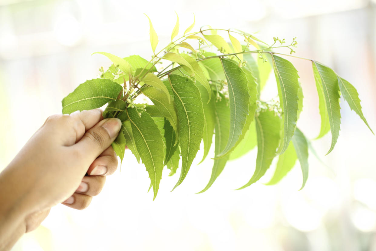 Según el hinduismo, Indra, el rey del cielo, bendijo al árbol de Neem / Foto: Thinkstock