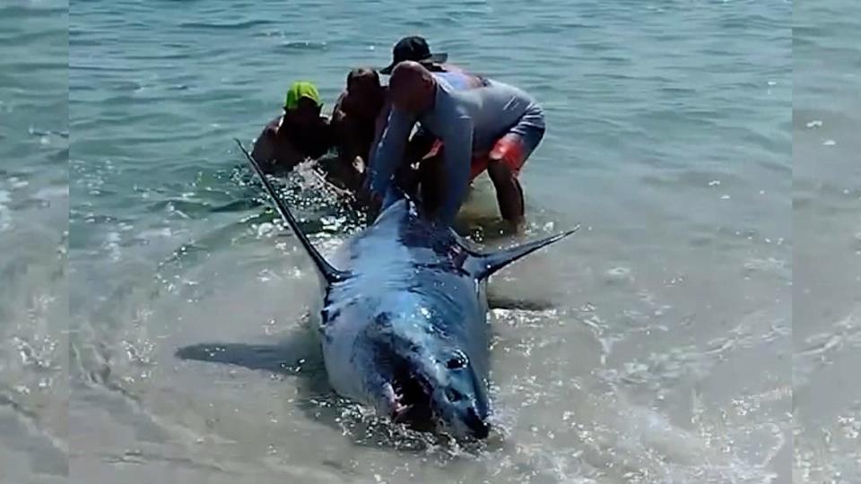 A small group of men helped a beached mako shark return to the water.