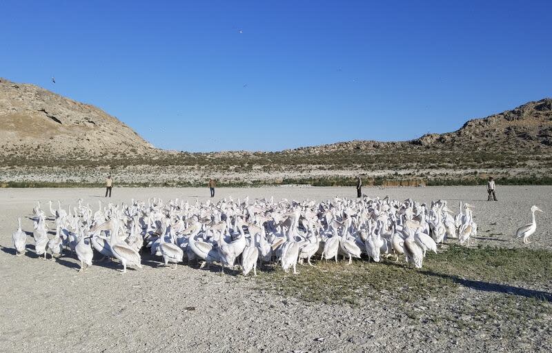 An undated photo of a pelican pod huddling around Gunnison Island. The island was once home to about 20,000 pelicans, but populations dwindled as the Great Salt Lake levels dropped. | Utah Division of Wildlife Resources