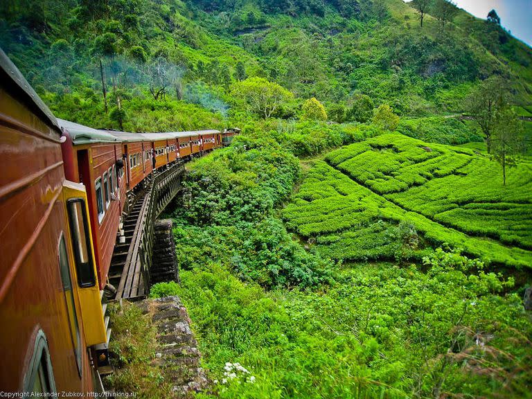 Plantación de té en Sri Lanka