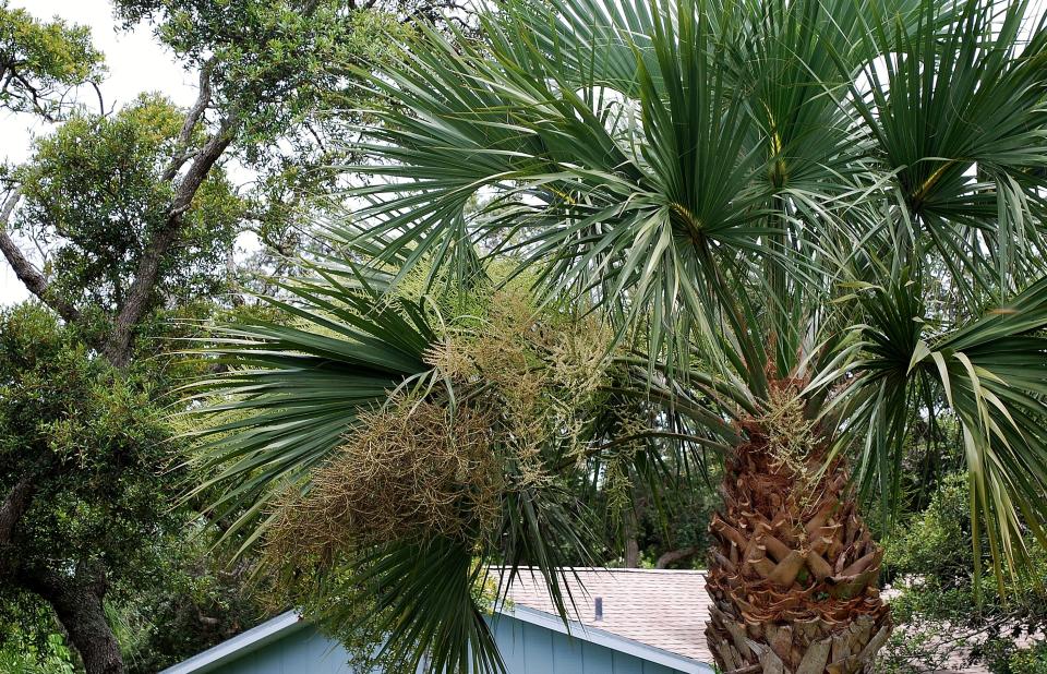 The disease attacks several species of palm but often prefers Florida's state tree, the native cabbage palm, also known as the sabal palm.