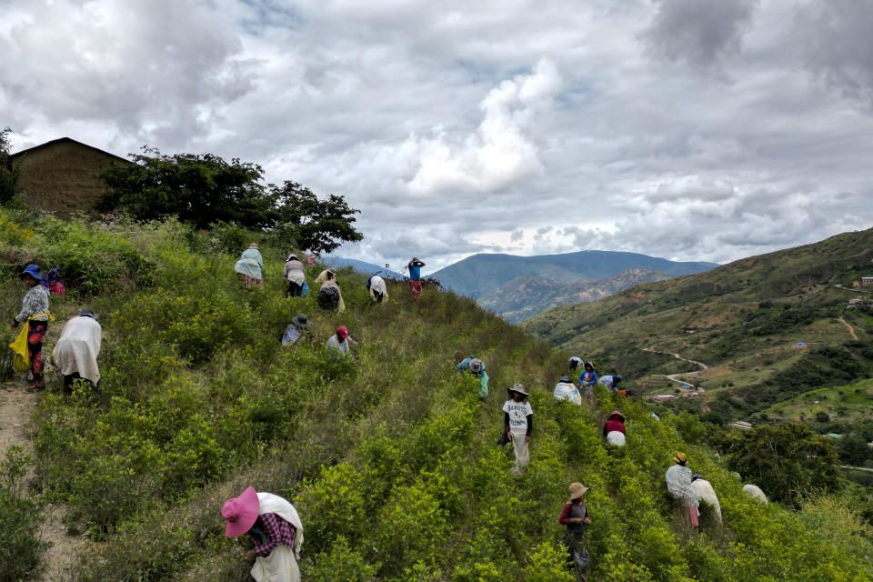 Cocaleros cosechan hoja de coca en Los Yungas, a las afueras de Trinidad Pampa, una zona cocalera de Bolivia, el domingo 14 de abril de 2024. A casi 80 kilómetros de La Paz, en la comunidad de Trinidad Pampa, los cocales pintan de verde las pendientes andinas. Ancestralmente los indígenas andinos masticaban las hojas de coca para disipar el cansancio y mitigar el hambre. (AP Foto/Juan Karita)