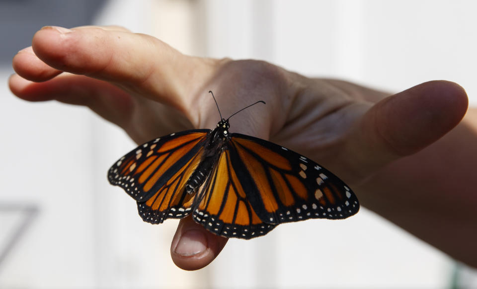 Laura Moore displays a newly emerged monarch butterfly on her finger in her Greenbelt, Md., yard, Friday, May 31, 2019. Despite efforts by Moore and countless other volunteers and organizations across the United States to grow milkweed, nurture caterpillars, and tag and count monarchs on the insects' annual migrations up and down America, the butterfly is in trouble. (AP Photo/Carolyn Kaster)