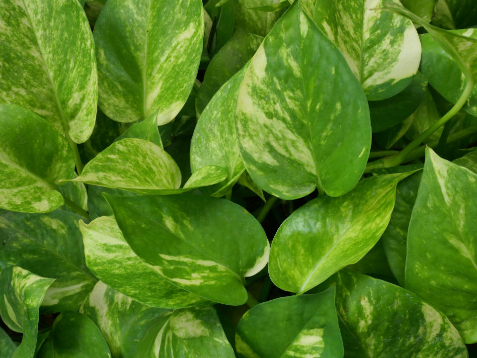 16. Golden pothos