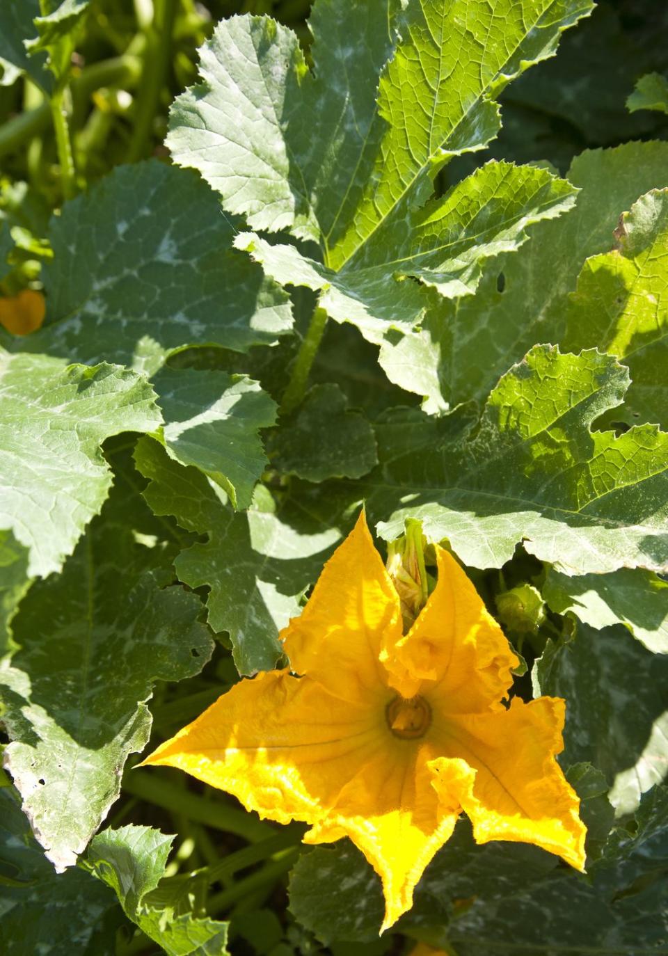 pumpkin plant flower bloosom in the garden