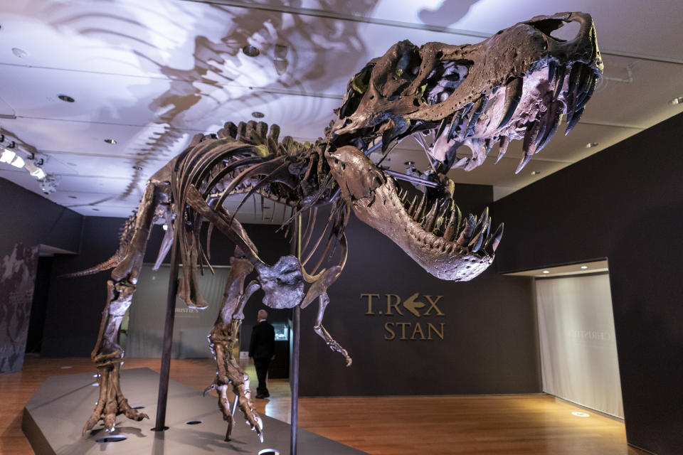 Stan, one of the largest and most complete Tyrannosaurus rex fossil discovered, is on display, Tuesday, Sept. 15, 2020, at Christie's in New York. The T. rex named after the paleontologist who first found the skeleton's partially unearthed hip bones, will be auction on Oct. 6, 2020 and will be on public view from Sept. 16 - Oct. 21, 2020 to pedestrians through Christie's floor-to- ceiling gallery windows and a limited number of in-gallery viewings by appointment. Stan's head on the display is a casting of the original, which is too heavy for the display. (AP Photo/Mary Altaffer)