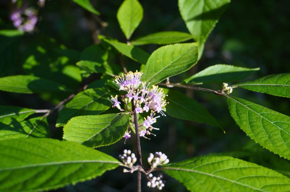 Callicarpa (beautyberry) flowers in columnist Jim Chatfield's backyard last week.