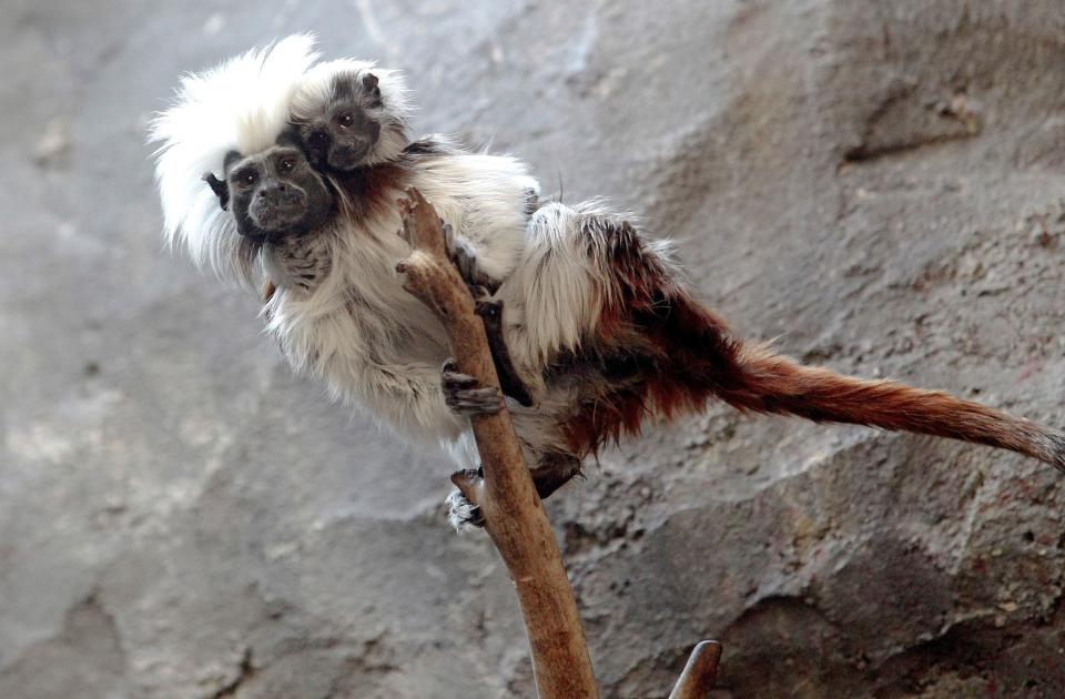 A cotton-top tamarin (Saguinus oedipus) carries its cub, born in captivity at the Guadalajara Zoo, in Jalisco state, Mexico, on February 19, 2020. (Photo by Ulises Ruiz / AFP) (Photo by ULISES RUIZ/AFP via Getty Images)