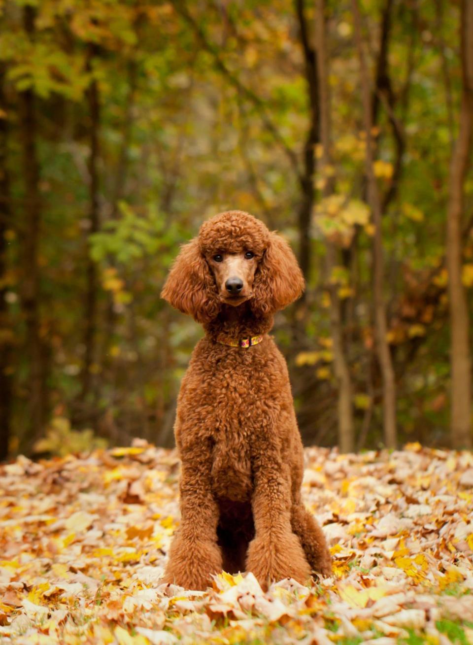 <p>Happy, lively and playful, poodles make an excellent family dog for those prepared to maintain their <a href="https://www.goodhousekeeping.com/life/pets/g4503/dogs-that-dont-shed/" rel="nofollow noopener" target="_blank" data-ylk="slk:hypoallergenic coat;elm:context_link;itc:0;sec:content-canvas" class="link ">hypoallergenic coat</a>. Their intelligence and willingness to please makes them very easy to train. The standard poodle is the largest of the three sizes, with toy and miniature poodles weighing in at 15 pounds or less.</p><p><strong>Weight: 40-75 pounds</strong></p><p><strong>RELATED: </strong><a href="https://www.goodhousekeeping.com/life/pets/advice/g1829/toy-dog-breeds-miniature/" rel="nofollow noopener" target="_blank" data-ylk="slk:15 Miniature Dog Breeds That Are Just Too Cute;elm:context_link;itc:0;sec:content-canvas" class="link ">15 Miniature Dog Breeds That Are Just Too Cute</a></p>