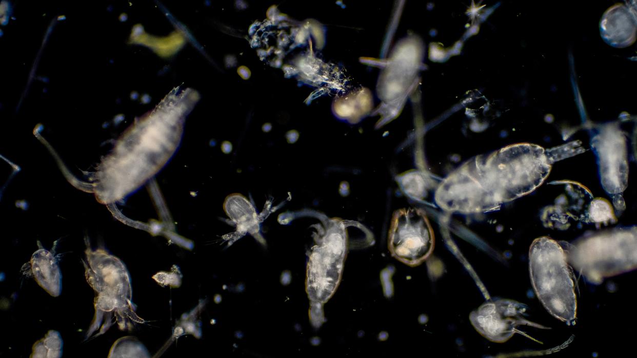 Tiny organisms known as plankton float in the darkness in this eerie picture teeming with life. 