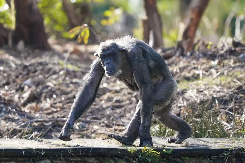 Peter, a 31-year-old male chimpanzee, explores the surrounding of his new home at Blair Drummond Safari and Adventure Park, near Stirling.