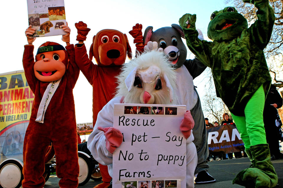 Animal Rights Action Network hold a protest in Dublin city centre to call for tougher measures from the government in the upcoming animal welfare bill due to be released early next year.