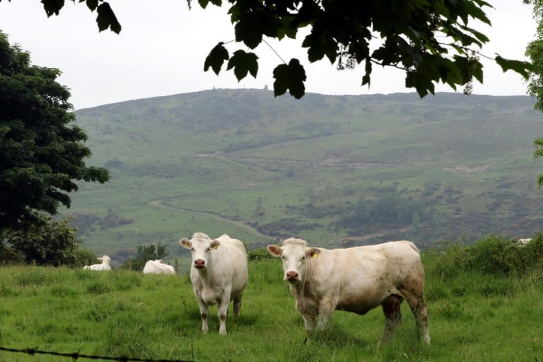 Cattle stand close to the border between Newry in Northern Ireland and Dundalk in the Republic of Ireland