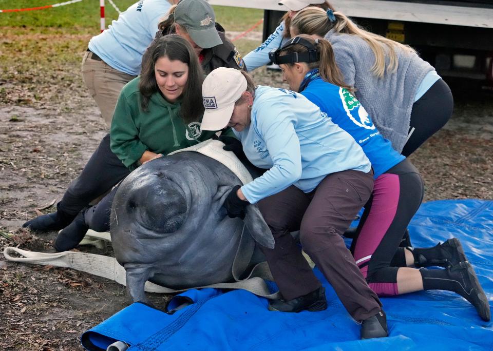 Workers prepare a manatee to be released  during a mass release of rehabilitated manatees at Blue Spring State Park in Orange City, Monday, Feb. 13, 2023 