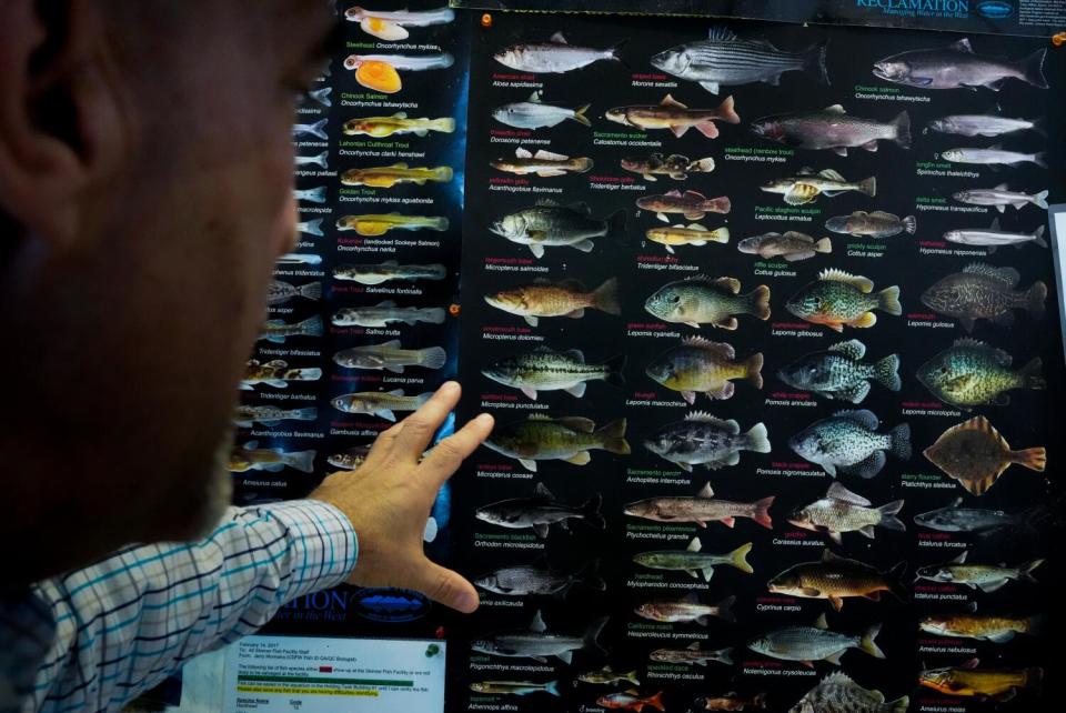 A poster shows fish species that are collected at the Skinner fish facility near Byron.