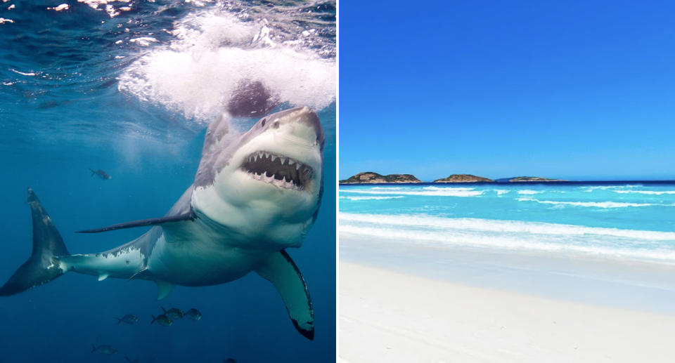 A Great White shark is pictured. Wylie Bay in WA is also pictured.