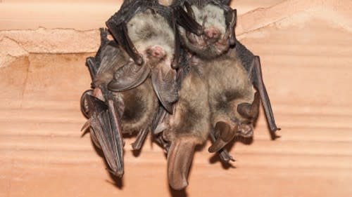 getty bats in roost