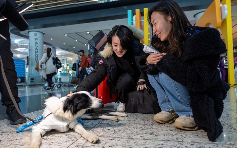 Passengers with one of the therapy dogs in Istanbul Airport last month