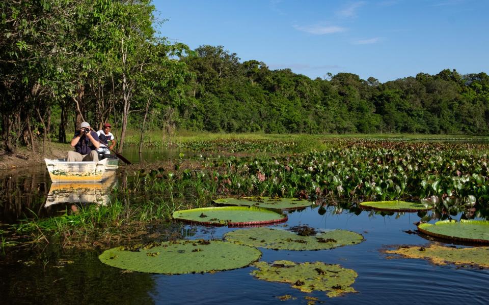 Giant lily pads at Rewa - Sarah Marshall