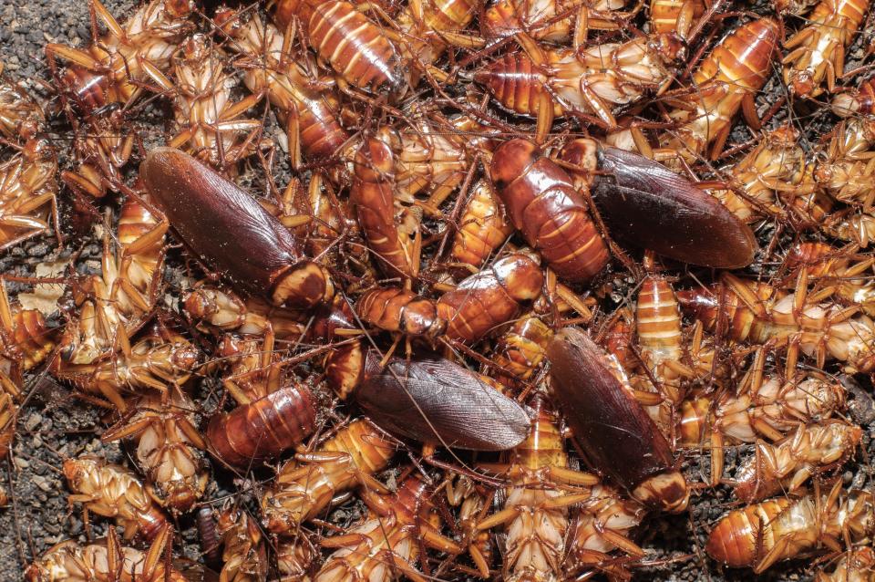 Eating each others’ wings is of mutual benefit to newly mated cockroachesGetty/iStock