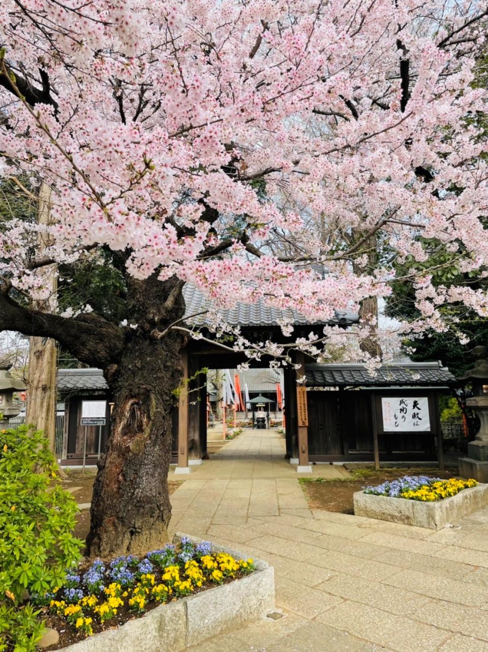 林氏壁建議想去日本旅遊的人，可以現在就開始做功課了。   圖：等等力不動尊／提供