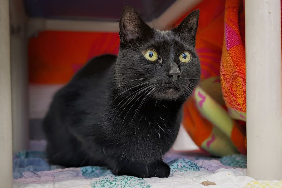 <p>Courtesy of Dutchess County SPCA</p> Annie, a cat with a rare seizure disorder, at the Dutchess County SPCA before her adoption