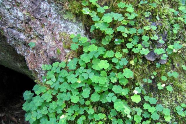 Four-Leaf Clover Meaning, Luck + Prosperity